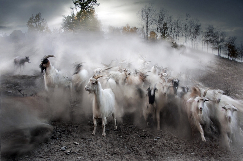 412 - SHEEP GOING HOME - HUANG CHIH SHENG - taiwan.jpg